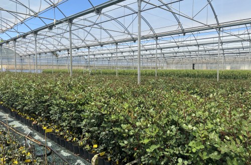 Viveros Hernandorena apuesta por la I+D para modernizar el cultivo del algarrobo
