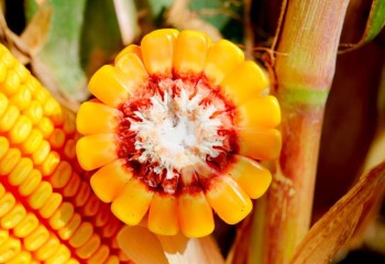 LG celebra 60 años de innovación agrícola y compromiso con los agricultores