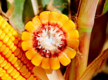 LG celebra 60 años de innovación agrícola y compromiso con los agricultores