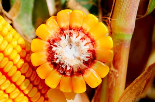 LG celebra 60 años de innovación agrícola y compromiso con los agricultores