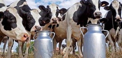 El precio de la leche de vaca en Asturias se sitúa en 54,2 céntimos/litro, un 6,1% más que hace un año