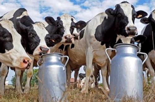 Labiana presenta en ANEMBE su antibiótico con 0 días de espera en leche de vacuno