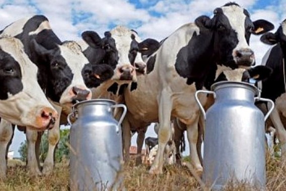 España, a la cola de la UE en el precio de la leche en origen