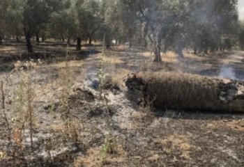 Asaja Córdoba alerta de que la obligación de mantener cubierta vegetal pone en riesgo de incendio los olivares