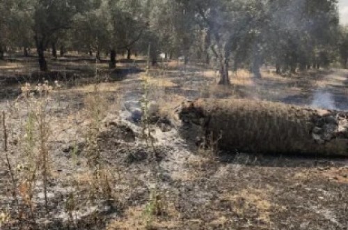 Asaja Córdoba alerta de que la obligación de mantener cubierta vegetal pone en riesgo de incendio los olivares