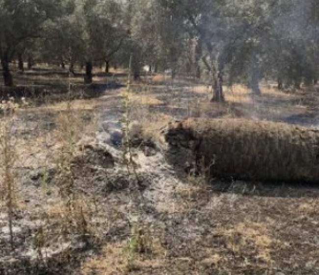 Asaja Córdoba alerta de que la obligación de mantener cubierta vegetal pone en riesgo de incendio los olivares