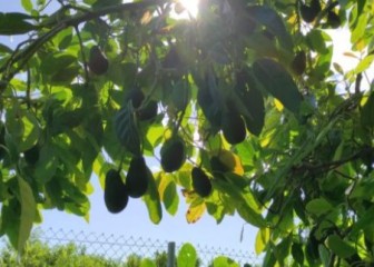 La sostenibilidad del cultivo del aguacate en Europa