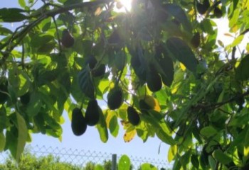 La sostenibilidad del cultivo del aguacate en Europa