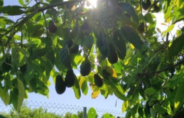 La sostenibilidad del cultivo del aguacate en Europa