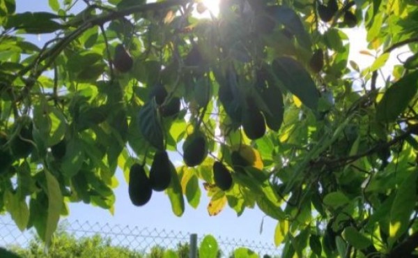 La sostenibilidad del cultivo del aguacate en Europa