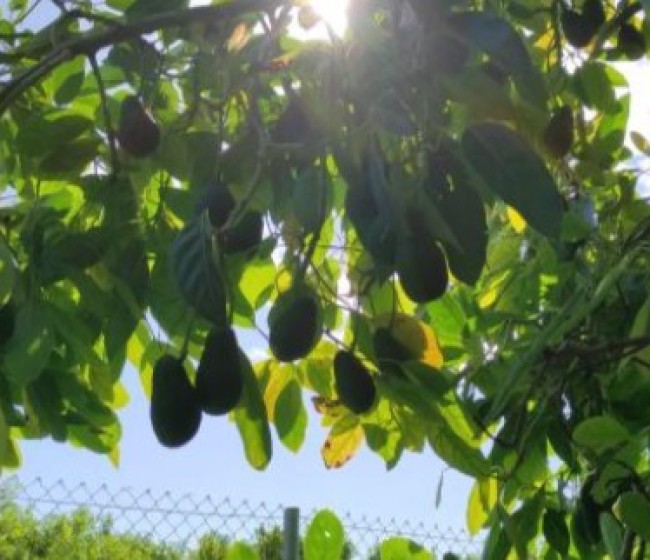 La sostenibilidad del cultivo del aguacate en Europa