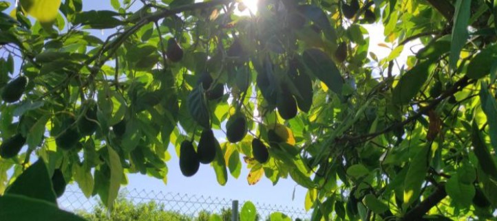 aguacate