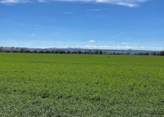 Problemática de las malas hierbas en la alfalfa ante el nuevo panorama fitosanitario