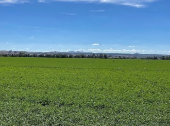Problemática de las malas hierbas en la alfalfa ante el nuevo panorama fitosanitario