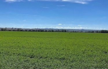 Problemática de las malas hierbas en la alfalfa ante el nuevo panorama fitosanitario