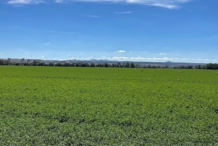 Problemática de las malas hierbas en la alfalfa ante el nuevo panorama fitosanitario