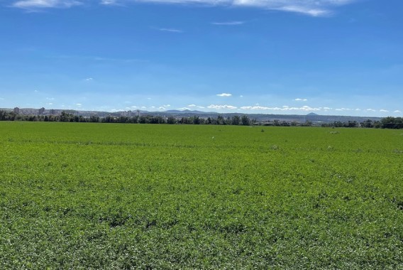 Problemática de las malas hierbas en la alfalfa ante el nuevo panorama fitosanitario