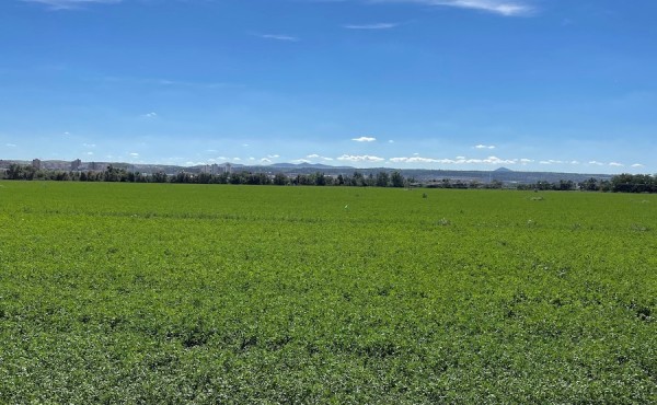 Problemática de las malas hierbas en la alfalfa ante el nuevo panorama fitosanitario