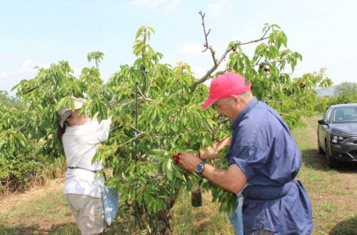 La campaña de cereza en la Comunitat Valenciana sufre pérdidas de 3 millones por lluvias y pedrisco, según La UNIÓ