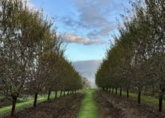 Efecto de una selección de bioestimulantes microbianos comerciales en la salud del suelo y la calidad del fruto en almendro