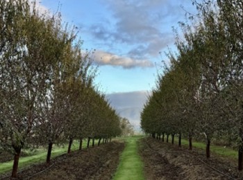 Efecto de una selección de bioestimulantes microbianos comerciales en la salud del suelo y la calidad del fruto en almendro