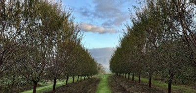 Efecto de una selección de bioestimulantes microbianos comerciales en la salud del suelo y la calidad del fruto en almendro