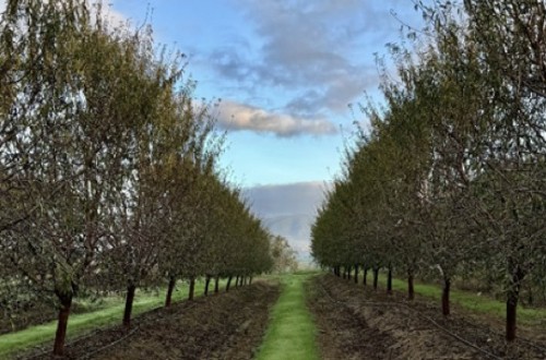 Efecto de una selección de bioestimulantes microbianos comerciales en la salud del suelo y la calidad del fruto en almendro