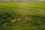 Agroseguro recuerda que el 15 de junio finaliza el plazo para asegurar la cosecha de cereales frente al pedrisco