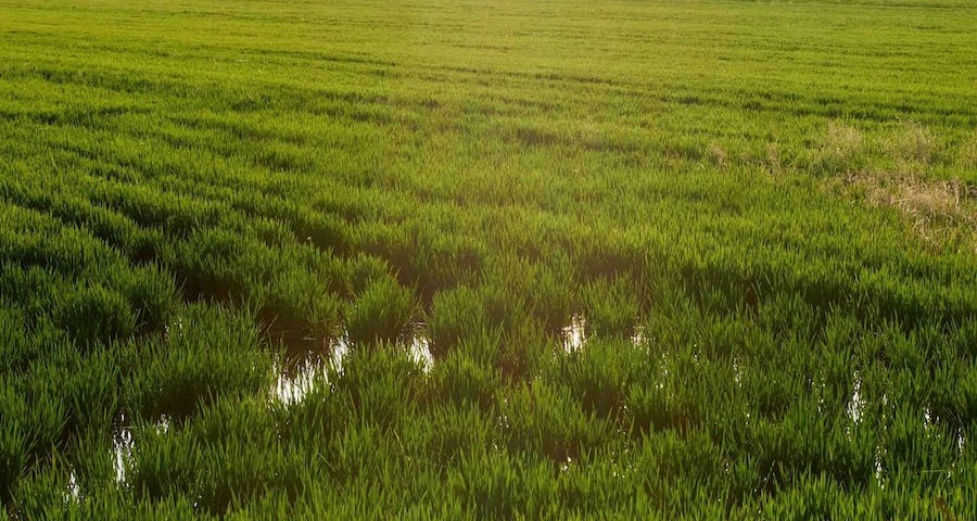 herbaceos_cereales_inundacion