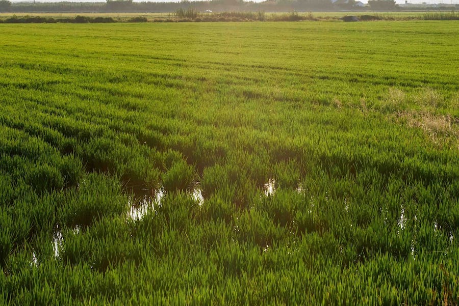 herbaceos_cereales_inundacion