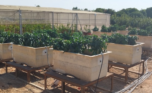 Efectos de la fertilización nitrogenada con el inhibidor de la nitrificación DMPP