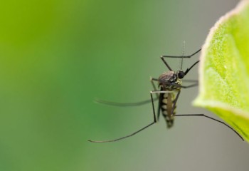 Asaja Córdoba exige permiso para labrar rastrojos y frenar las plagas de mosquitos