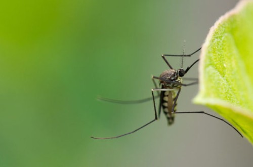 Asaja Córdoba exige permiso para labrar rastrojos y frenar las plagas de mosquitos