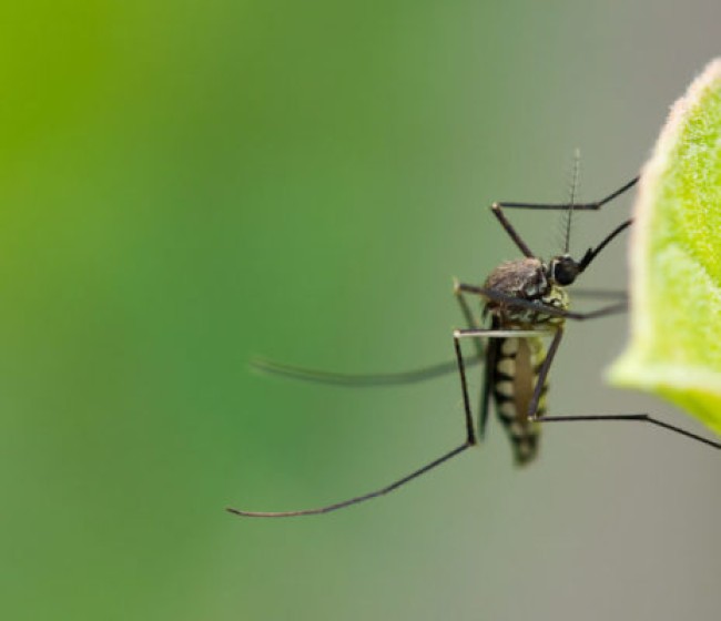 Asaja Córdoba exige permiso para labrar rastrojos y frenar las plagas de mosquitos