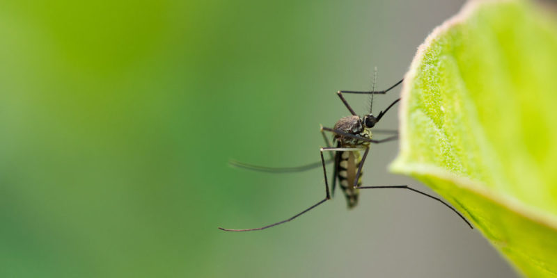 mosquito