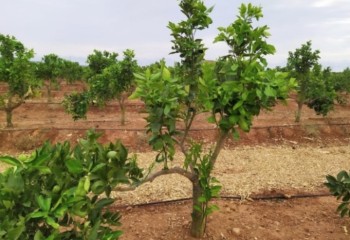 Mulching de paja de arroz para aumentar la eficiencia hídrica en la producción de cítricos