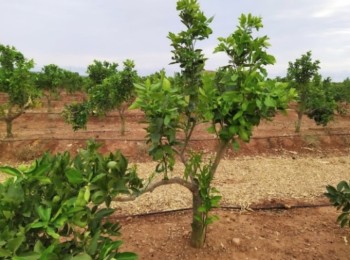 Mulching de paja de arroz para aumentar la eficiencia hídrica en la producción de cítricos