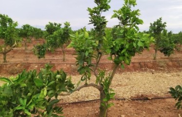 Mulching de paja de arroz para aumentar la eficiencia hídrica en la producción de cítricos