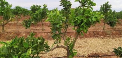 Mulching de paja de arroz para aumentar la eficiencia hídrica en la producción de cítricos