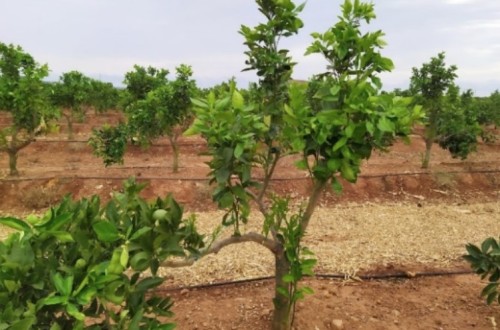 Mulching de paja de arroz para aumentar la eficiencia hídrica en la producción de cítricos