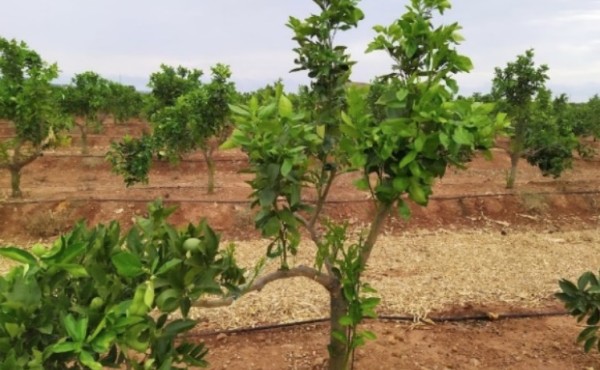 Mulching de paja de arroz para aumentar la eficiencia hídrica en la producción de cítricos