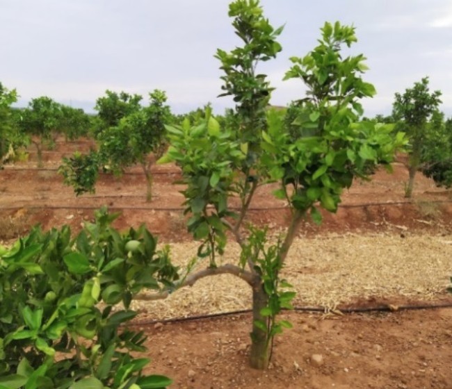 Mulching de paja de arroz para aumentar la eficiencia hídrica en la producción de cítricos