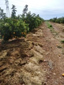 mulching_climed_2