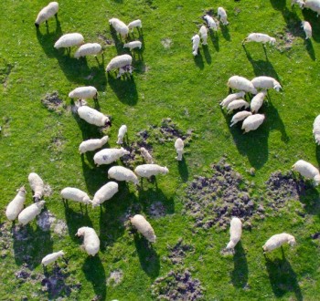 La Conferencia Sectorial aprueba 7,4 millones de euros de fondos del Estado para sanidad animal