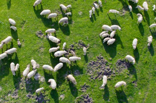 El Gobierno autoriza la distribución de 19,08 millones de euros para actuaciones de sanidad animal y vegetal