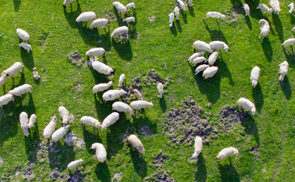 La Conferencia Sectorial aprueba 7,4 millones de euros de fondos del Estado para sanidad animal