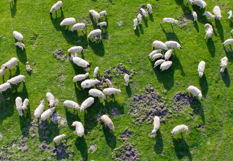 El Gobierno autoriza la distribución de 19,08 millones de euros para actuaciones de sanidad animal y vegetal