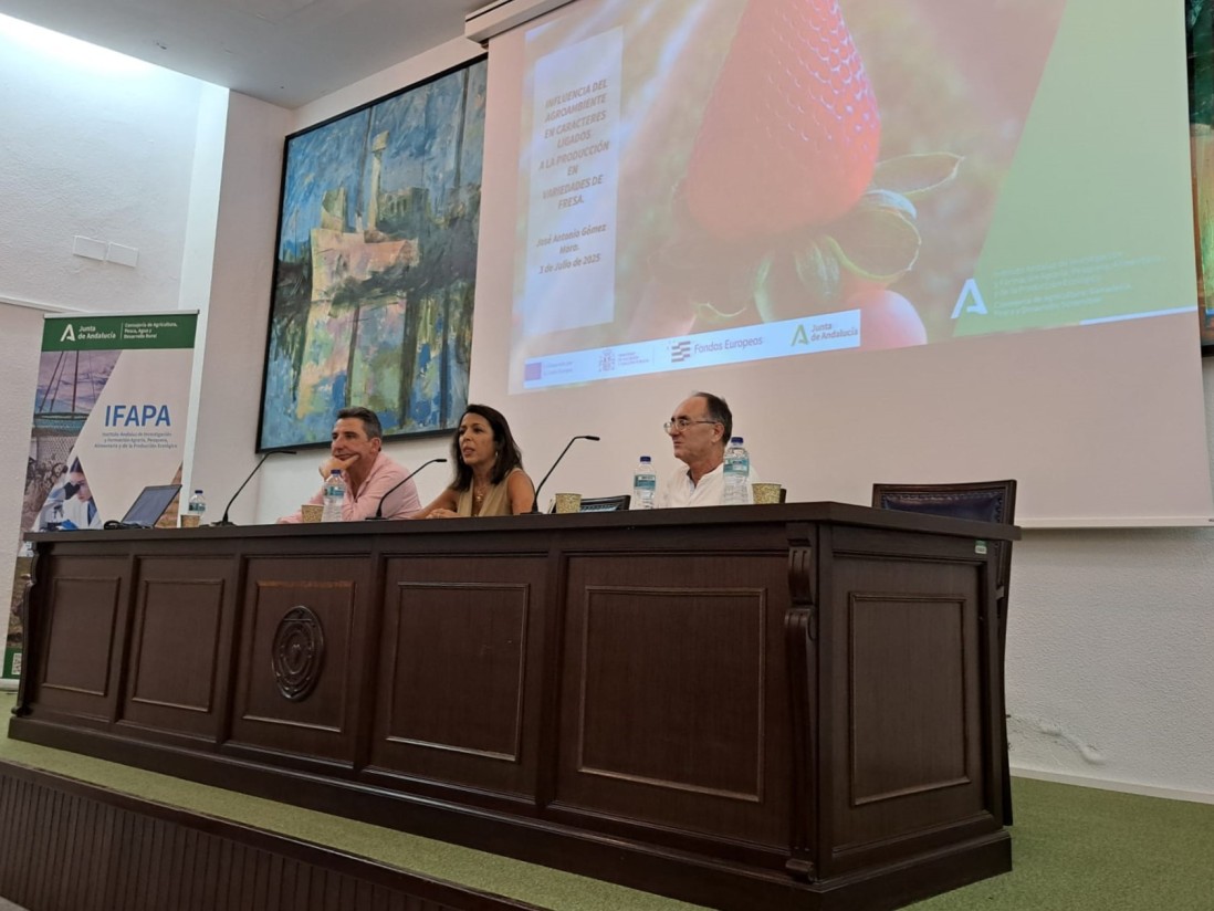 Ifapa presenta en Huelva los avances en variedades de fresa para mejorar la rentabilidad del cultivo