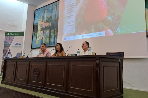 Ifapa presenta en Huelva los avances en variedades de fresa para mejorar la rentabilidad del cultivo