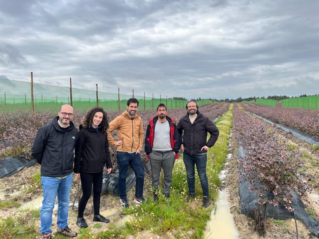Yara y SanLucar se alían para impulsar la agricultura regenerativa en el cultivo de arándanos
